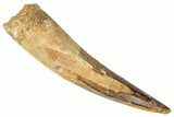 Fossil Spinosaurus Tooth - Real Dinosaur Tooth #346299-1